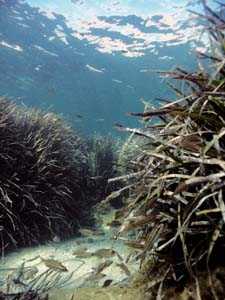 Praderas de Posidonia oceanica [Murcia enclave ambiental]
