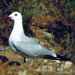 Gaviota de Audon[Enclave Ambiental]