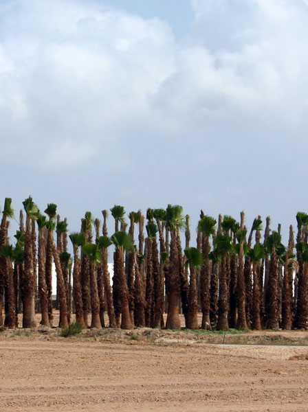 Cultivos de Palmeras [Los Camachos]. 