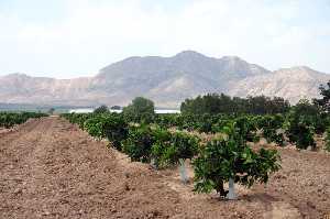 Finca Torreblanca y cultivos de Los Camachos 