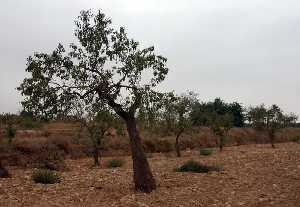 Almendros 