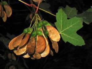 Hoja y frutos de Arce de Granada [Murcia enclave ambiental]