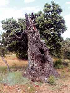 Carrasca centenaria [Murcia enclave ambiental].jpg