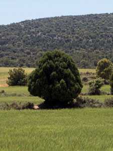 Comarca del Noroeste [Murcia enclave ambiental].jpg