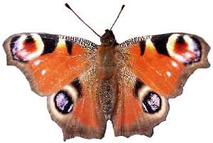 Mariposa 