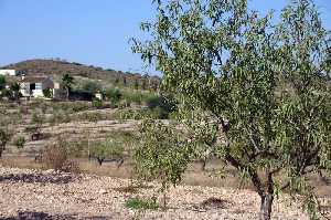 Cultivos de Almendros 