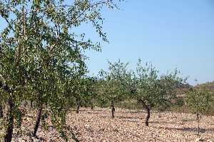 Cultivos de Almendros 