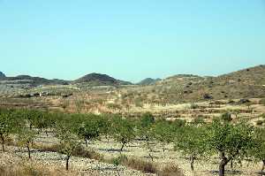 Vista de Cultivos de Almendros 