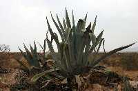 Alcivara (Agave Americana) 