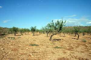 Cultivo de Almendros 