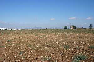 Cultivo de Melones en Finca del Molino 