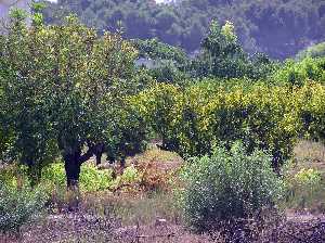 Melocotoneros