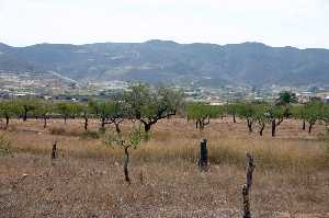 Cultivo de Almendros 