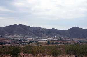 Vista de los Cultivos de Almendros 