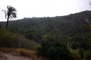 Pinar de Fuente de la Rambla del Caar 