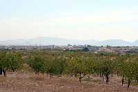 Almendros en Cuesta Blanca 