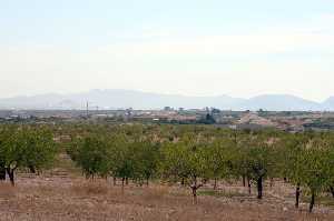 Almendros en Cuesta Blanca 