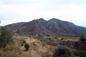 Almendros y Sierra de la Muela en Galifa 