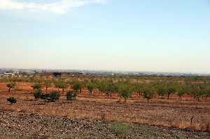 Cultivos de Almendros en Cuesta Blanca 