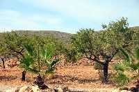 Melocotones de Galifa 
