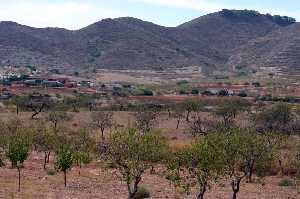 Paisaje y Almendros Cuesta Blanca 