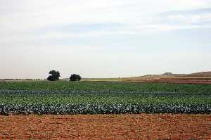 Campos de cultivo de Roche (La Unin) 