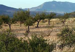 Almendros 