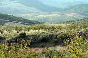 Vista de Almendros 