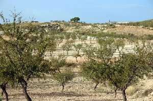 Almendros 