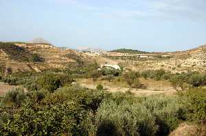 Cultivo de Olivos y Almendros 