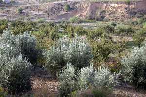 Olivos y Almendros 