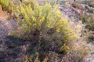 Manzanilla Silvestre 