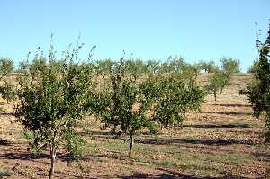 Plantacin de Albaricoqueros 