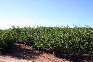 Cultivos de Limones 