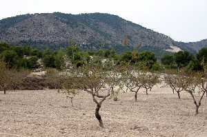 Cultivos de Almendros 