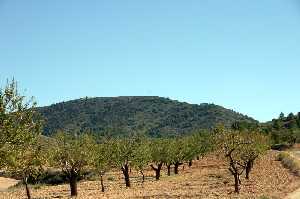 Plantacin de Almendros 