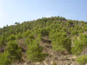 Zona Norte del cerro de La Bastida [La Bastida de Totana]