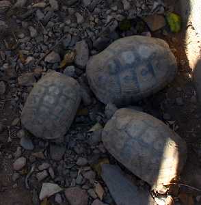 Tortugas 