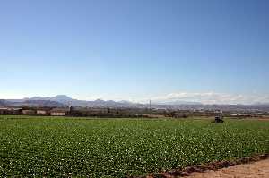 Cultivos de Lechuga 