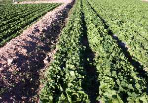 Cultivo de lechuga en La Escucha (Lorca)  