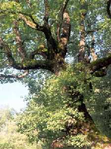 Quercus faginea. Se puede apreciar el tronco completamente cubierto de musgo.