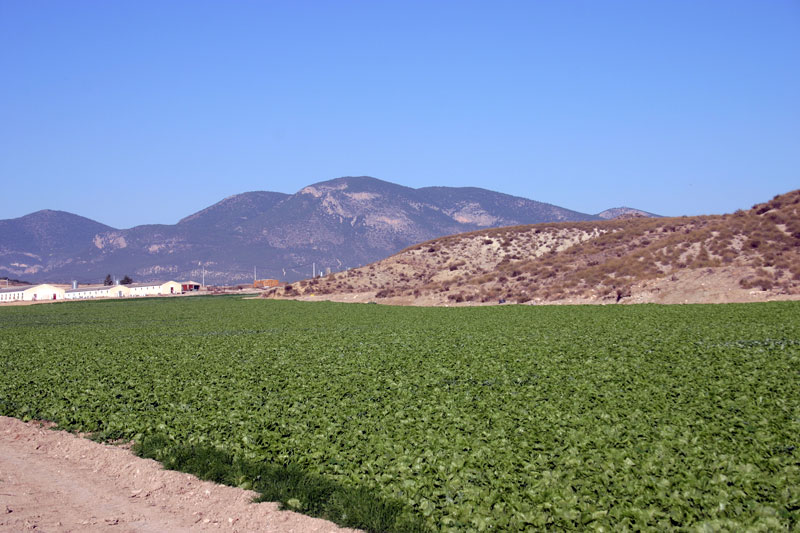 Cultivos [La Tova]. 