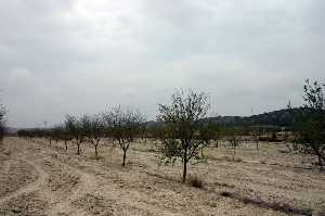 Almendros 