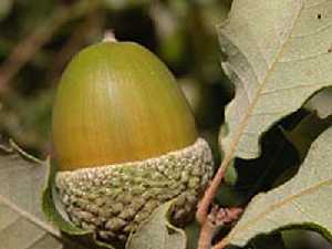 Quercus faginae. No se debe confundir la 