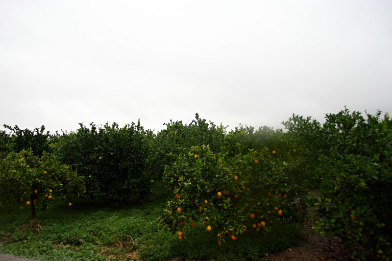 Naranjos [Santa Cruz]. 