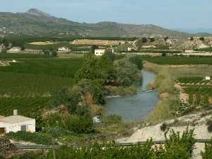 Imagen del río Segura en el municipio de Cieza. Al fondo despunta la cima de la Sierra del Molino. Sotos fluviales