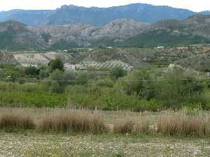 Bosques de ribera y huertas en el valle del Segura, cerca del casero de La Parra. Sotos fluviales