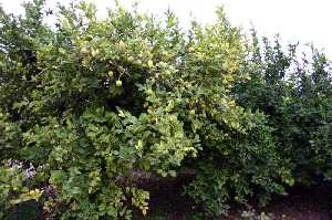 Limoneros  