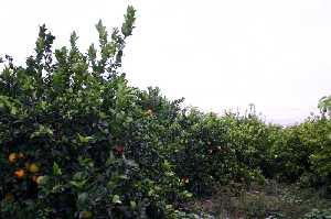 Naranjos 