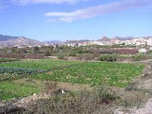 Panormica de la Huerta con La Algaida al fondo